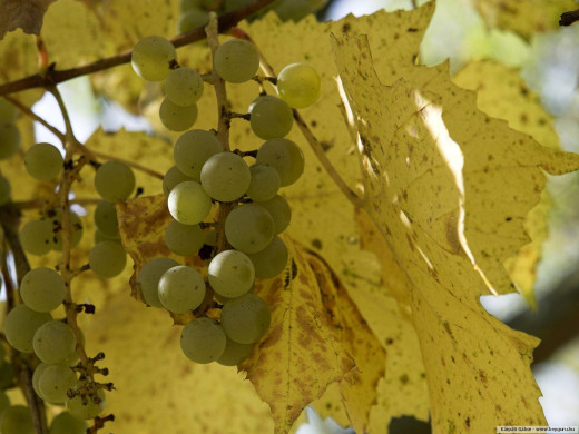 49357 (a): :1600x1200